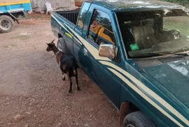 1996 nissan pickup good